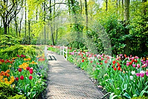 Multicolored tulips in Keukenhof Gardens