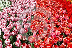 Multicolored tulips in the Keukenhof park, Netherlands.