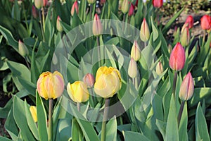 Multicolored tulips spring bloom in the garden