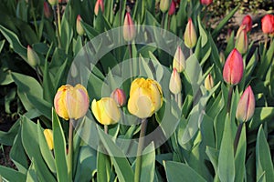 Multicolored tulips spring bloom in the garden