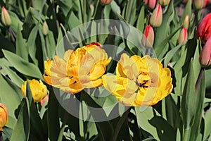 Multicolored tulips spring bloom in the garden