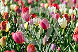 Multicolored tulips in a tulip field, Burnside Farms Virginia photo
