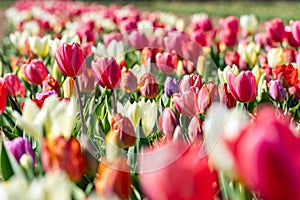 Multicolored tulips in a tulip field, Burnside Farms Virginia photo