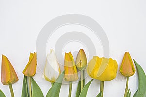 Yellow tulips on whithe background