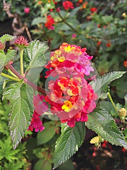 Multicolored umbels of the Lantana flowering plant