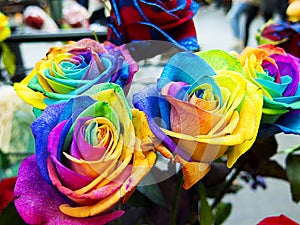 Multicolored and unique rainbow roses