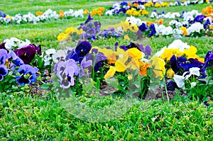 Multicolored violet flowers. Spring flower background