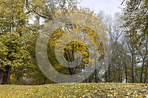 multicolored yellowing maple foliage during leaf fall