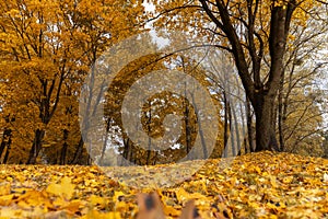 multicolored yellowing maple foliage during leaf fall