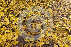 multicolored yellowing maple foliage during leaf fall