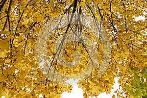 multicolored yellowing maple foliage during leaf fall