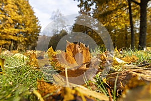 multicolored yellowing maple foliage during leaf fall