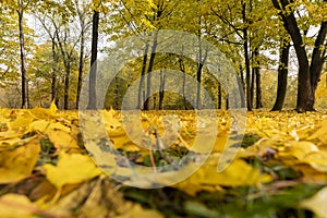 multicolored yellowing maple foliage during leaf fall