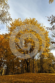 multicolored yellowing maple foliage during leaf fall