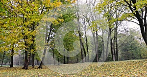 multicolored yellowing maple foliage during leaf fall