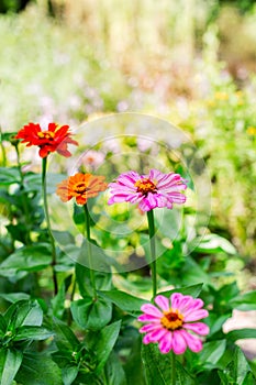 Multicolored zinnia in the garden. Selective focus