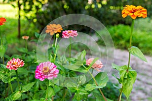 Multicolored zinnia in the garden. Selective focus