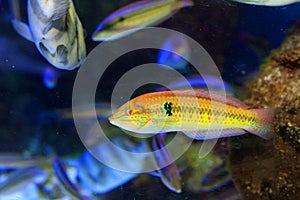 Multicolorfin rainbowfish