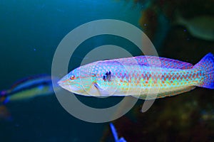 Multicolorfin rainbowfish