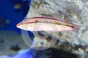 Multicolorfin rainbowfish