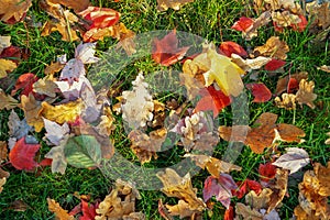 Multicoloroed bright vibrant oak and maple first fallen dry leaves on green grass lawn at campus yard or city park