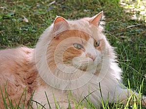Multicolors longhair cat photo