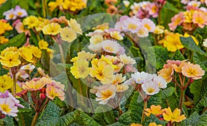 Multicolour blooming flowers Primel Peach Melba in yellow, pink, apricot