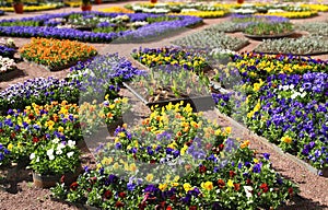 Multicolour flower beds