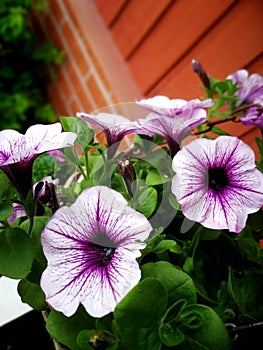 Multicolour petunia flowers