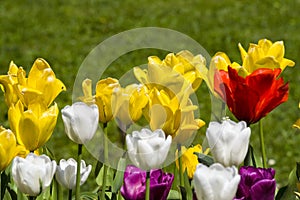 Multicolour tulips photo