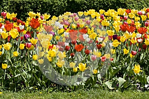 Multicolour tulips photo