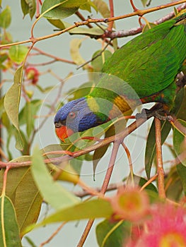 Multicoloured Captivating Rainbow Lorikeet with Brilliant Vivid Plumage.