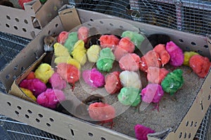 Multicoloured chicks in market