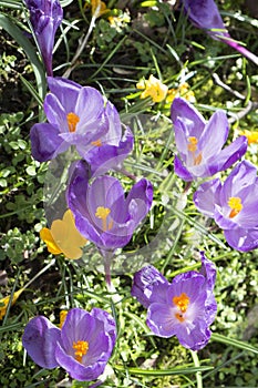 Multicoloured crocus flowers growing in grass