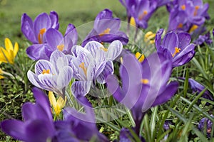 Multicoloured crocus flowers growing in grass