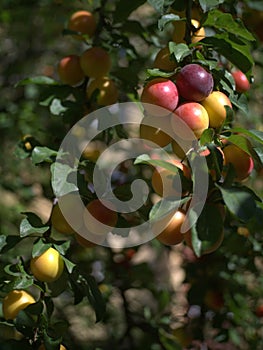 Multicoloured damson plum fruits on a tree branch.