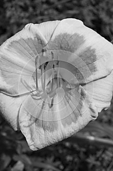 Multicoloured day lily in b&w