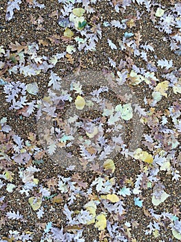 Multicoloured fallen leaves background