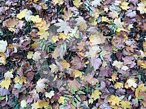 Multicoloured fallen leaves background