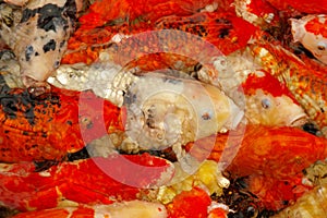 Multicoloured fishes over