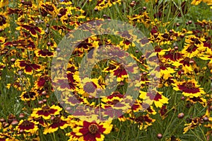 Multicoloured flowers of a coreopsis tinctoria or golden tickseed plant