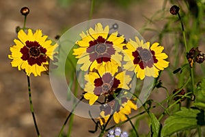 Multicoloured flowers of a golden tickseed plant (coreopsis tinctoria)