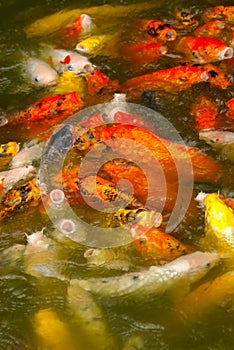 Multicoloured and gold fishes