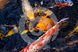 Multicoloured Koi carp, hungry around feeding time