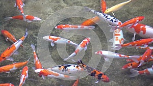 Multicoloured Koi fish swimming graceful in a water of an garden. Vietnam.