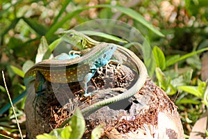 Multicoloured lizards playing photo