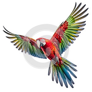 Multicoloured macaw parrot isolated on white