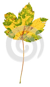Multicoloured Maple Leaf