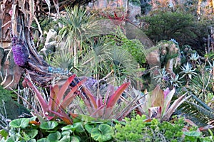 Multicoloured Plants in Pandora