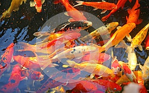 Multicoloured pond fish `Koi fish`
